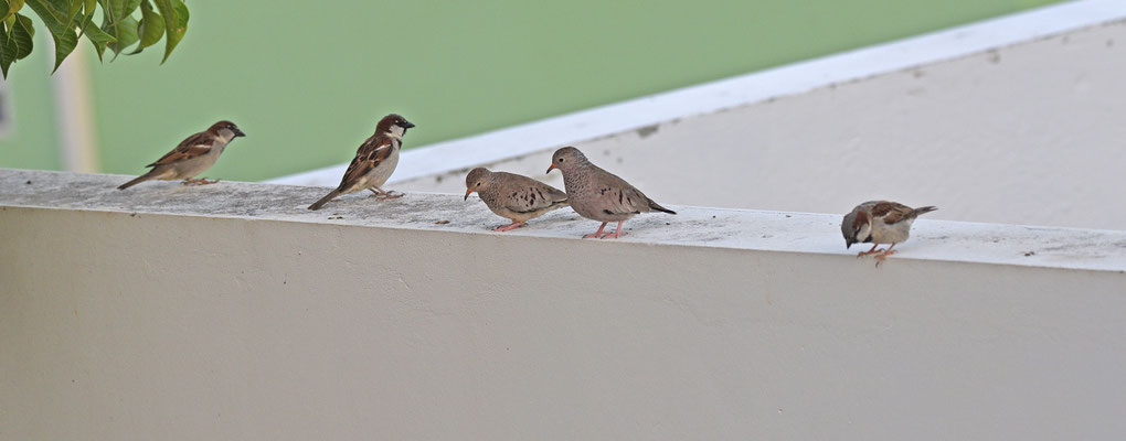 Huismussen met Common Ground Dove