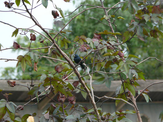 Blue-black Grassquit