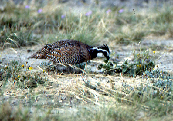 Northern Bobwhite