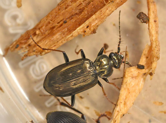 Loricera pilicornis - Borstelsprietloopkever