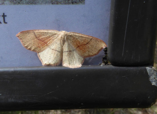 Gestippelde oogspanner (Cyclophora punctaria)