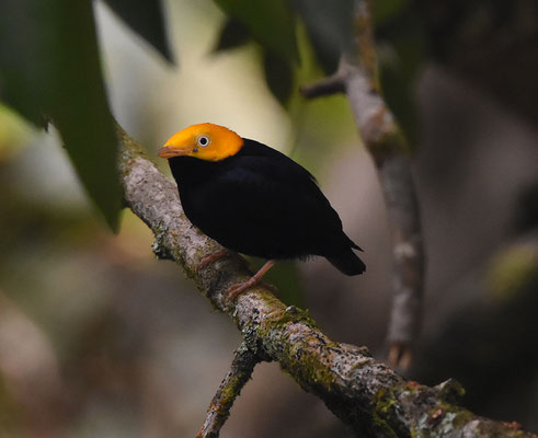 Golden-headed Manakin