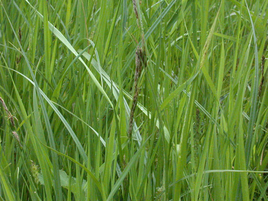 Carex hirta - Ruige zegge