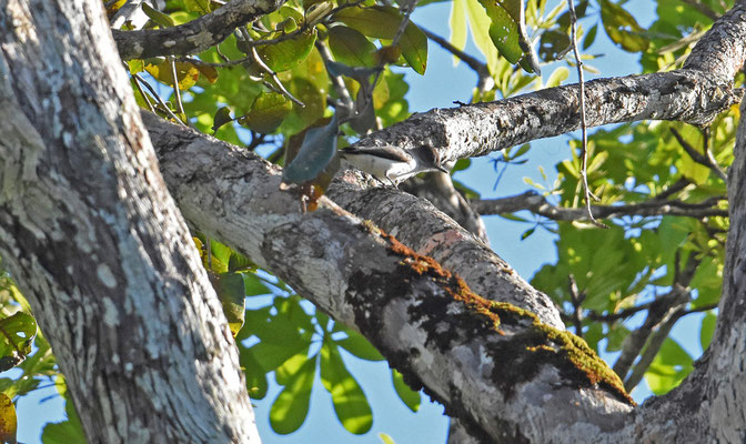 Opal-rumped Tanager