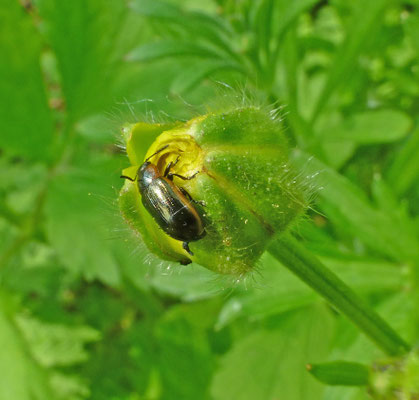 Prasocuris marginella - Gezoomd moerashaantje