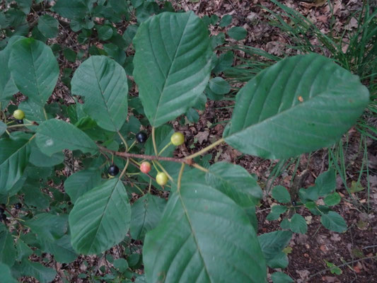 Frangula alnus - Sporkehout