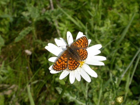 westelijke parelmoervlinder (Mellicta parthenoides)