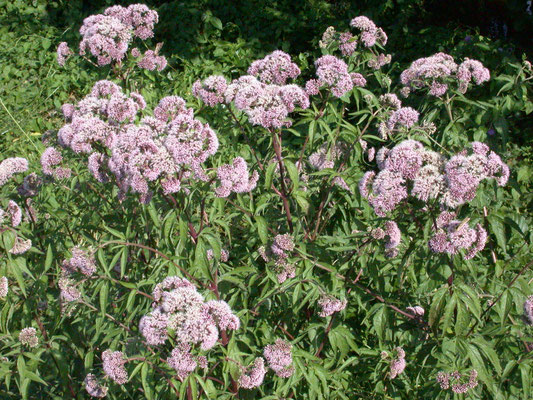 Eupatorium cannabinum - Koninginnekruid