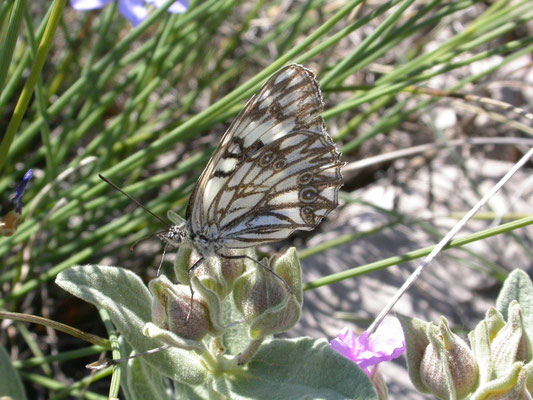 westelijk dambordje (Melanurgia occitanica)