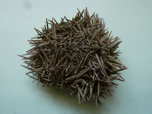 Psammechinus miliaris - Gewone zee-appel