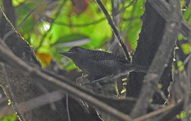 Fasciated Antshrike