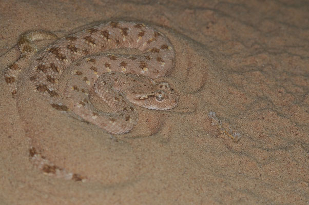 Cerastes gasperetti mendelssohni