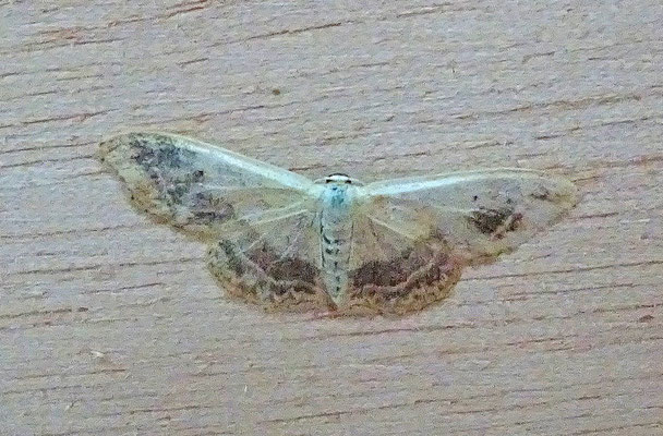 Idaea aversata - Grijze stipspanner