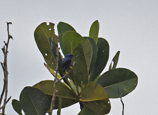 Purple Honeycreeper