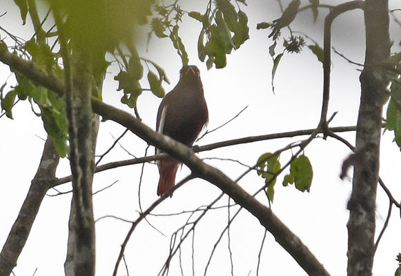 Pompadour Cotinga