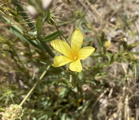 Linum flavum - Geel vlas