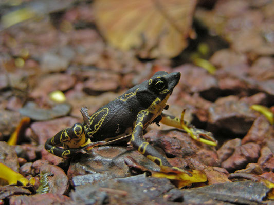 Atelopus hoogmoedi - Hoogmoed's Harlequin Toad