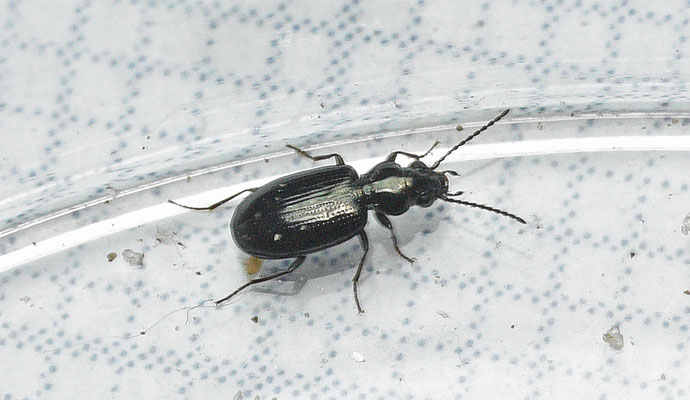 Bembidion minimum - Kwelderpriemkever