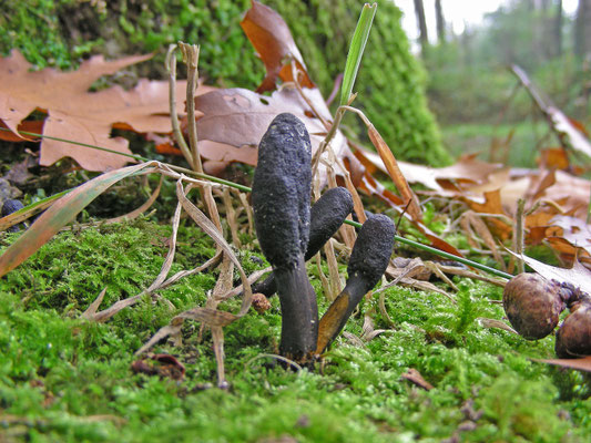 Cordyceps ophioglossoides - Zwarte truffelknotszwam