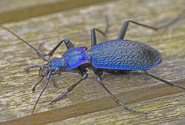 Carabus intricatus - Blauwe schallebijter