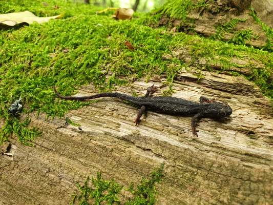 Noordelijke brilsalamander (Salamandrina perspicillata), foto Marcel