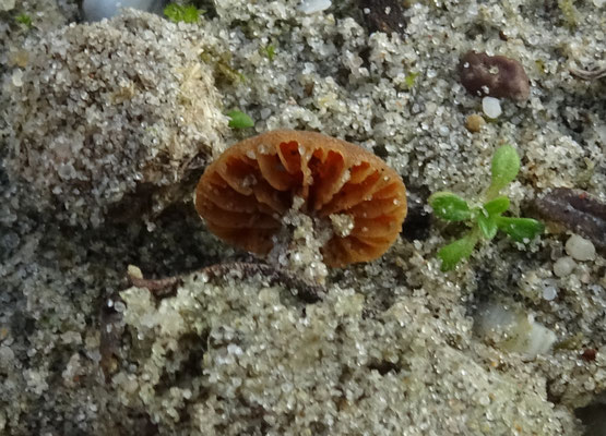 Simocybe maritima - Duinmatkopje