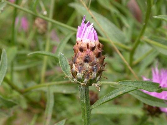 Centaurea jacea - Knoopkruid