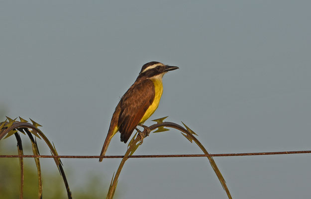 Great Kiskadee