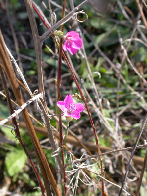 Kohlrauschia glumacea