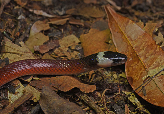 Pseudoboa coronata - Bos Boastaartslang