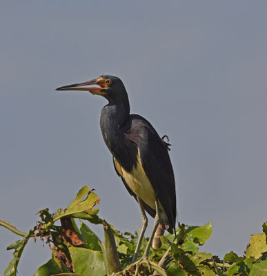 Tricolored Heron