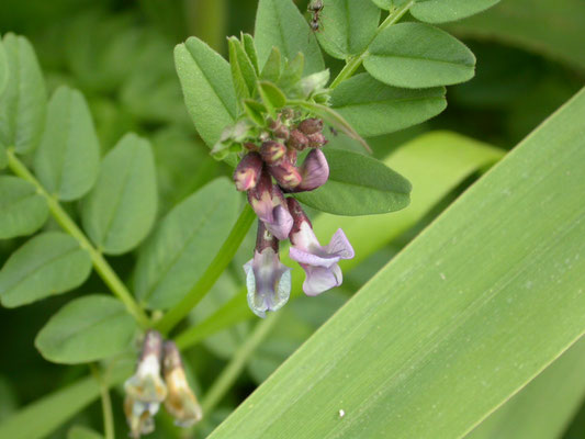 Vicia sepium  Heggewikke