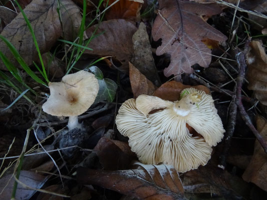 Clitocybe gibba - Slanke trechterzwam