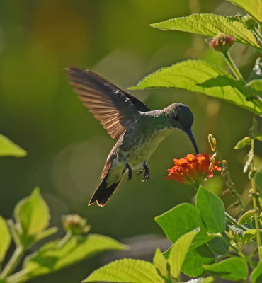 Glittering-throated Emerald