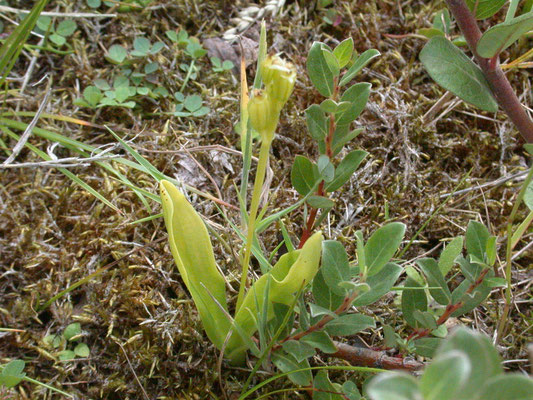Liparis loeselii - Groenknolorchis