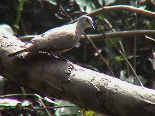 Black-billed Wood Dove