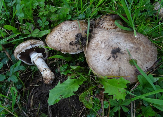 Gordelchampignon
