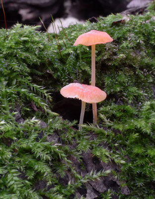 Mycena adonis - Adonismycena