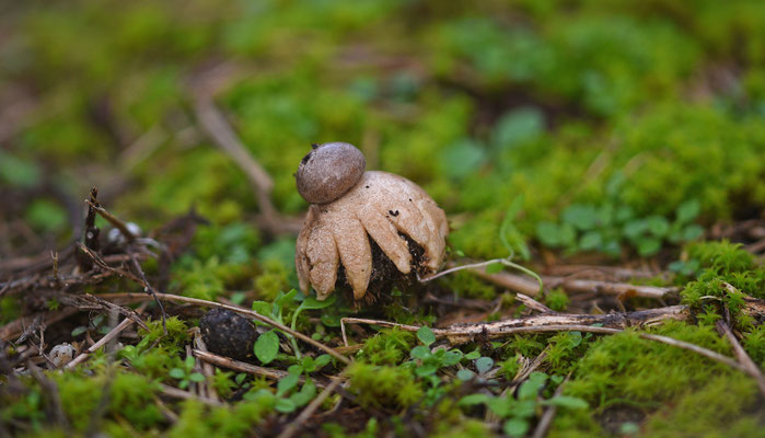 Kleine aardster