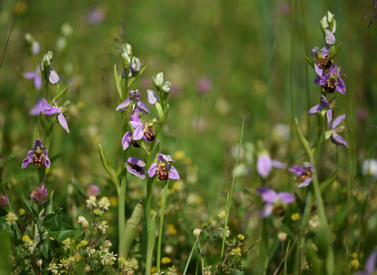 Bijenorchis