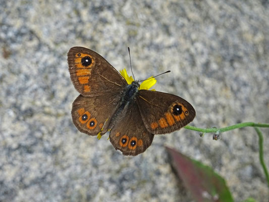 Kleine rotsvlinder