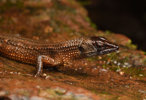 Red Neusticurus - Neusticurus rudus