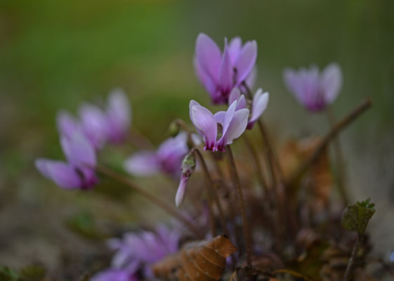 Cyclamen hederifolium - Napolitaanse cyclamen