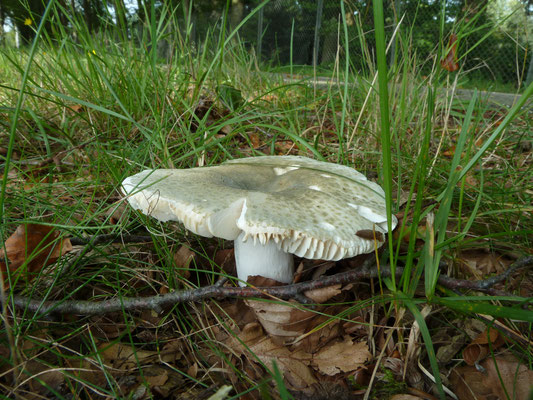 Russula virescens - Ruwe russula