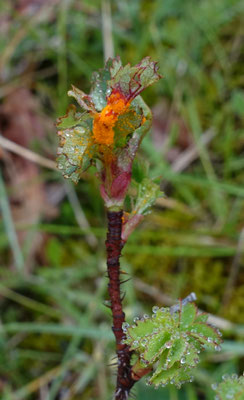 Phragmidium rosae-pimpinellifoliae - Gladde roosroest