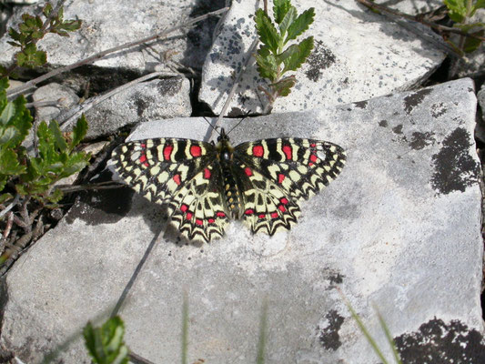 Spaanse pijpbloemvlinder (Zerynthia rumia)