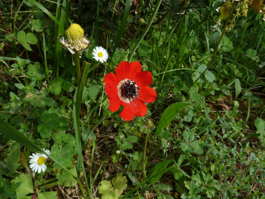 Anemone pavonina - Pauwanemoon