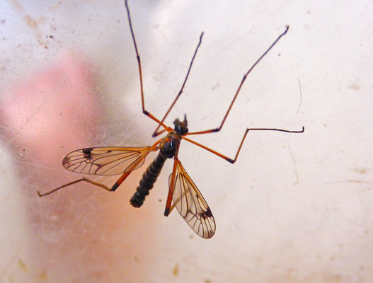 Dictenidia bimaculata