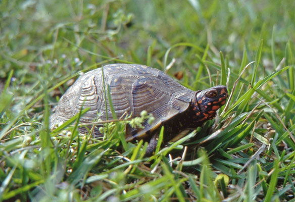 Three-toed Box Turtle