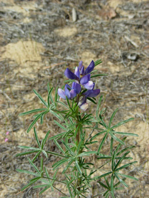 Lupinus angustifolius - Blauwe lupine